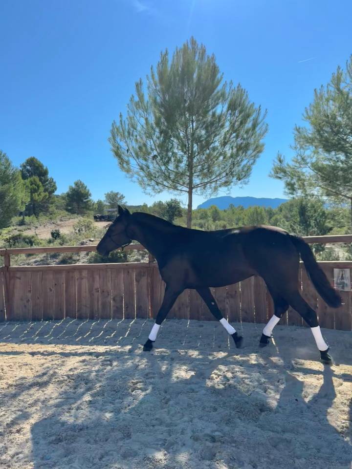 Jument Pure Race Minorquine PP 