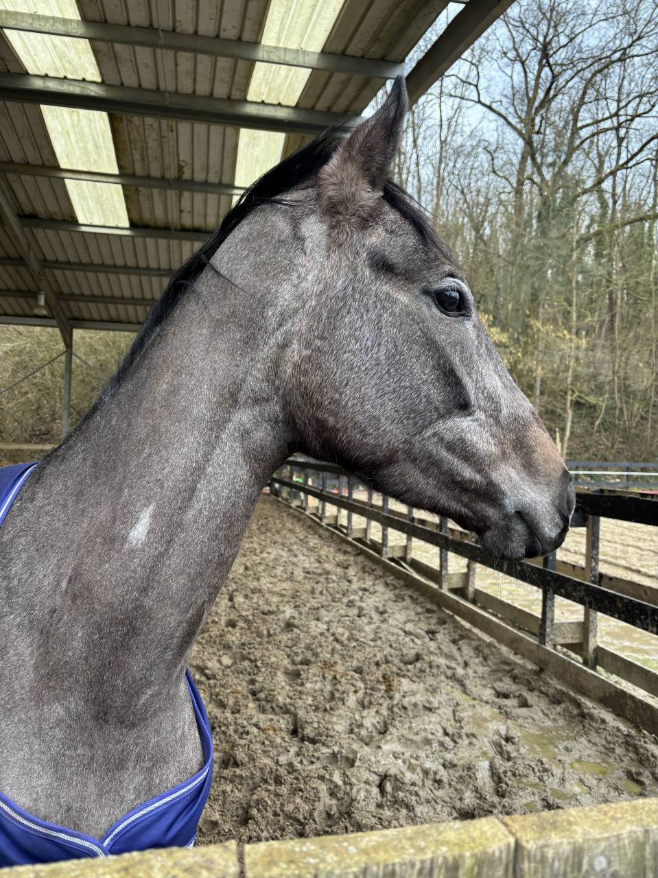 Sublime et adorable jument Pur-Sang 4 ans