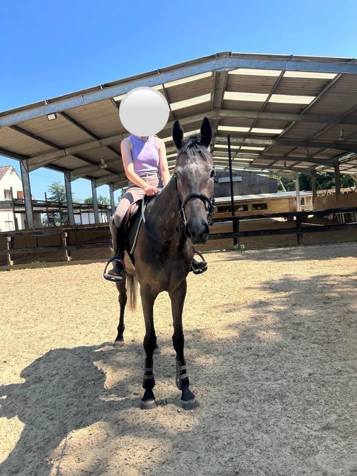 Sublime et adorable jument Pur-Sang 4 ans