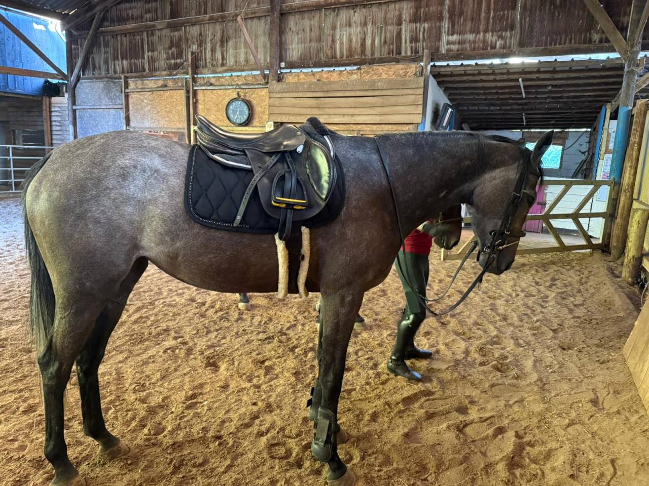 Sublime et adorable jument Pur-Sang 4 ans