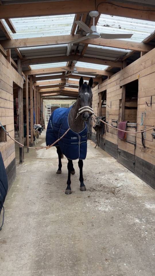 Sublime et adorable jument Pur-Sang 4 ans