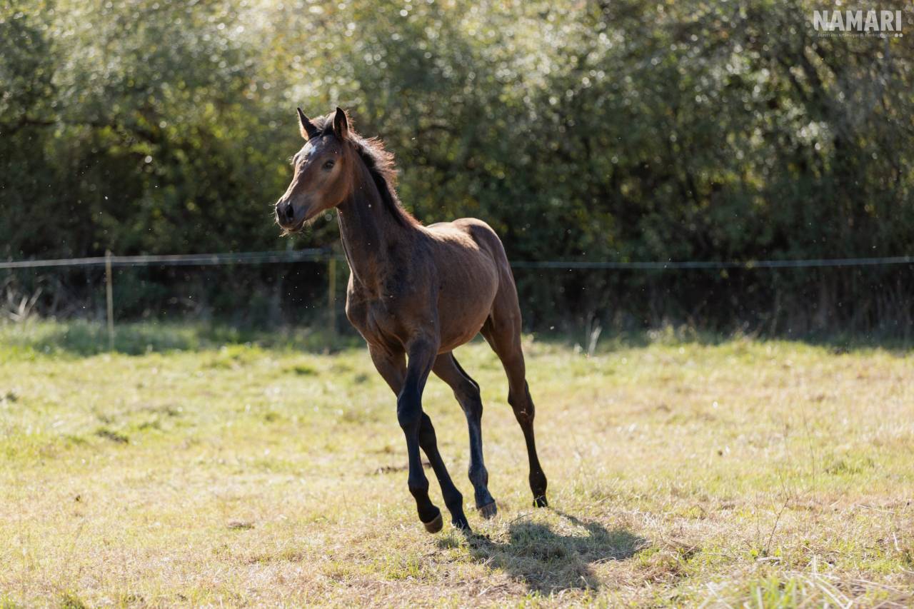 Pouliche selle français 