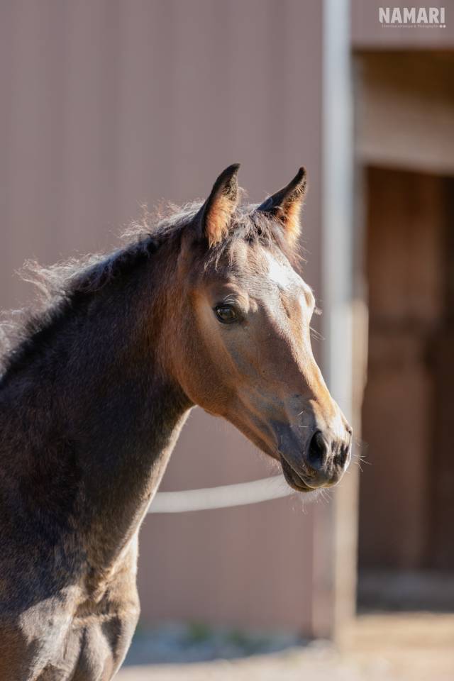 Pouliche selle français 
