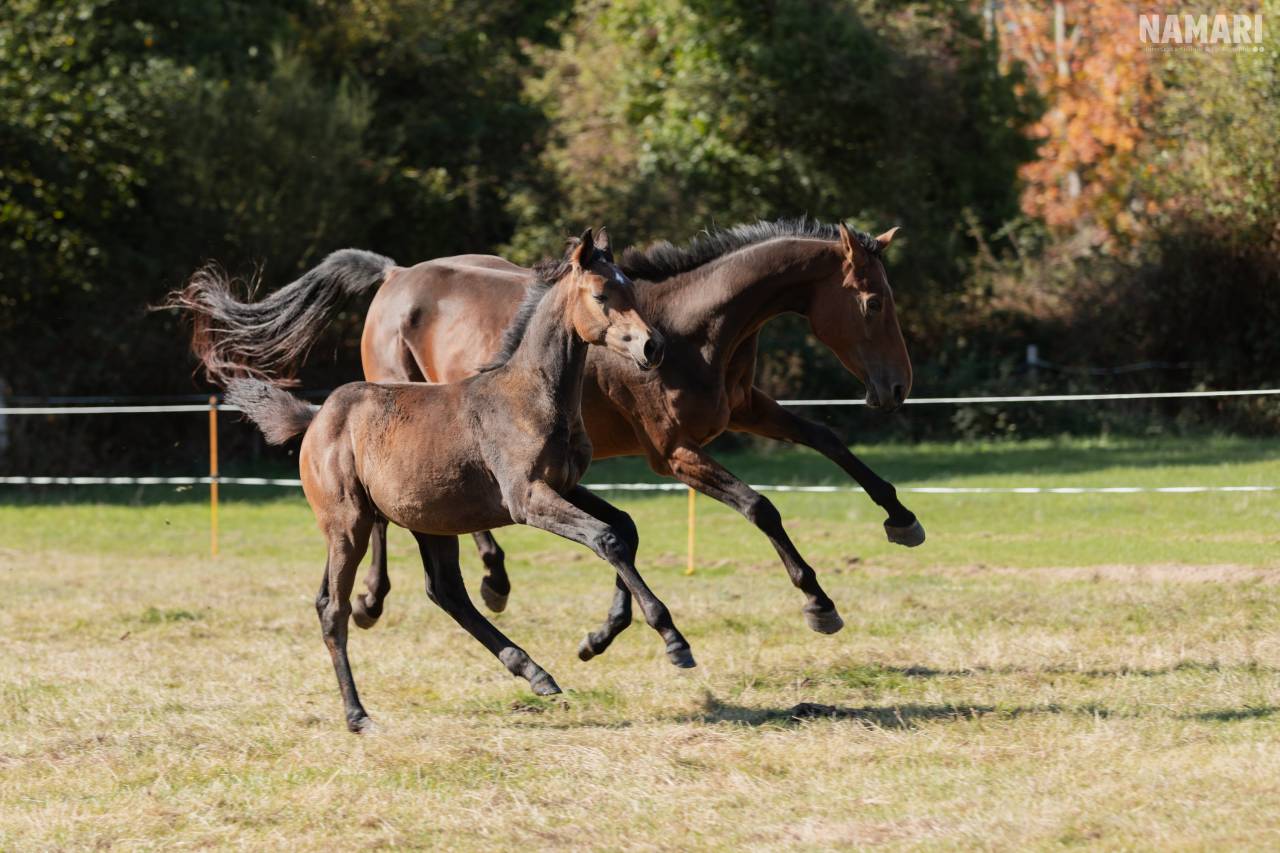 Pouliche selle français 