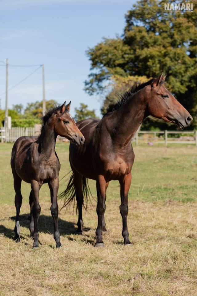 Pouliche selle français 