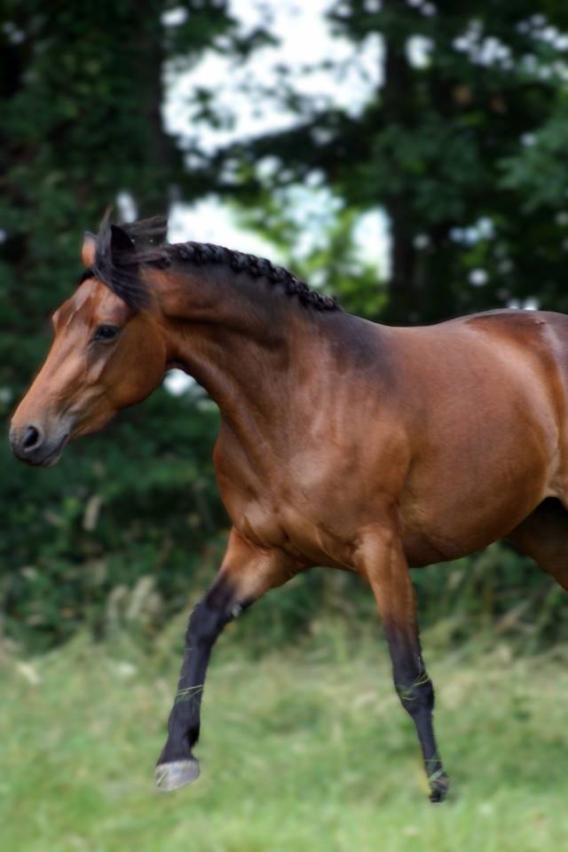 Ponette connemara pp 2022 