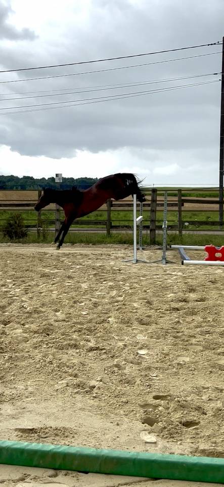 Ponette connemara pp 2022 