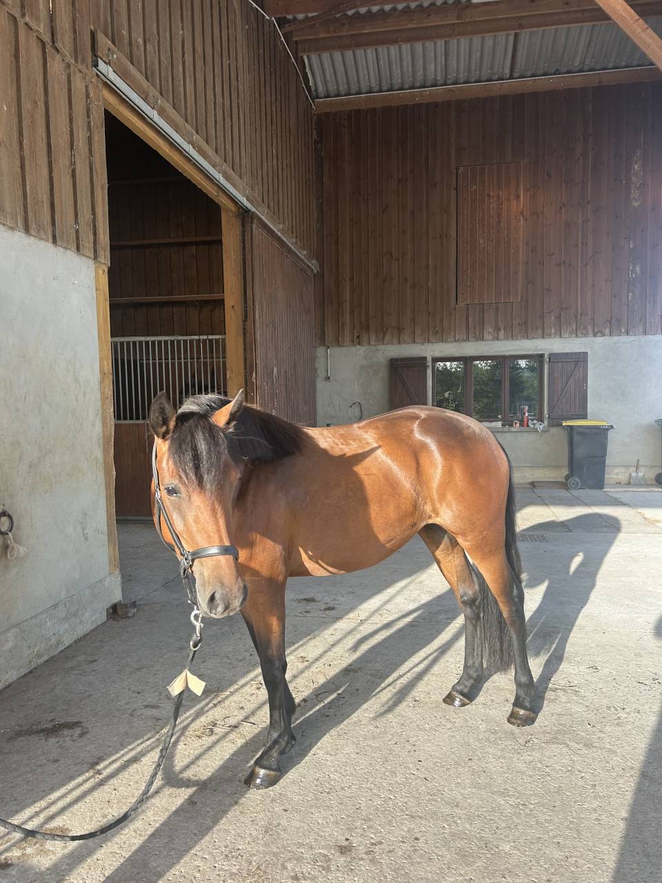 Ponette connemara pp 2022 