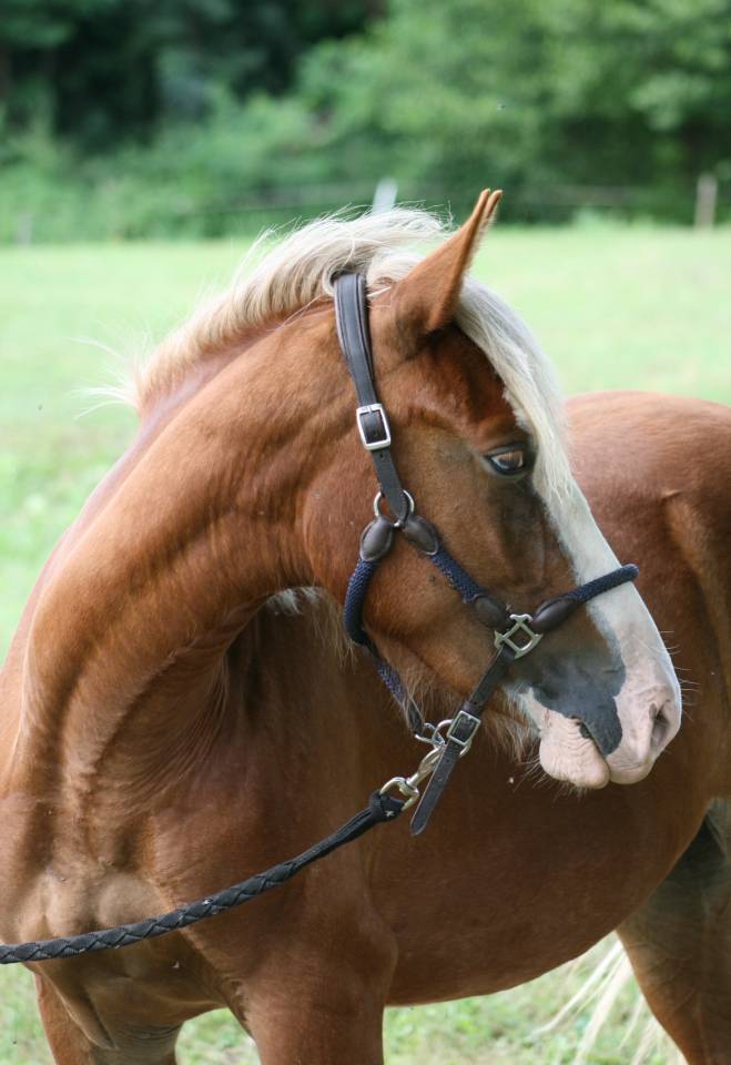 Ponette 1m40 