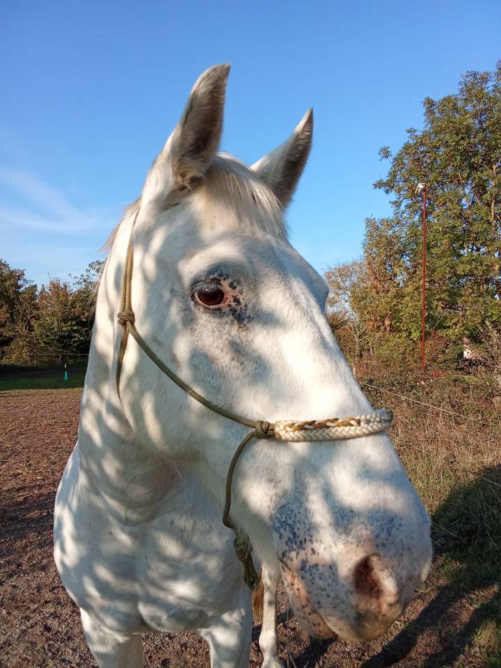 Recherche DP pour Ubeau