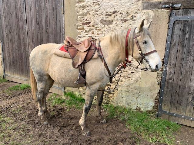 Hongre Portugais Lisutanien ONC