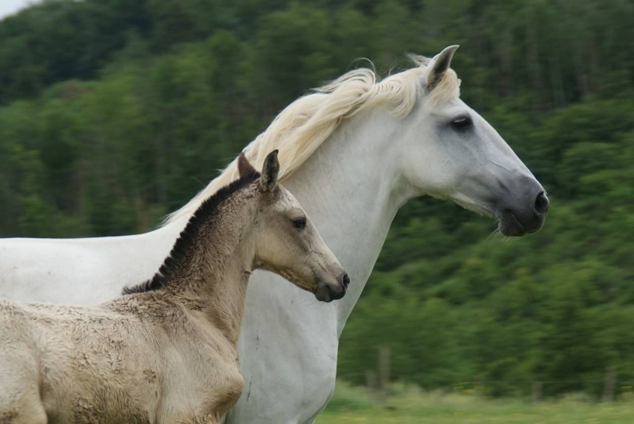 Poulain Pur Sang Lusitanien PP 6 mois