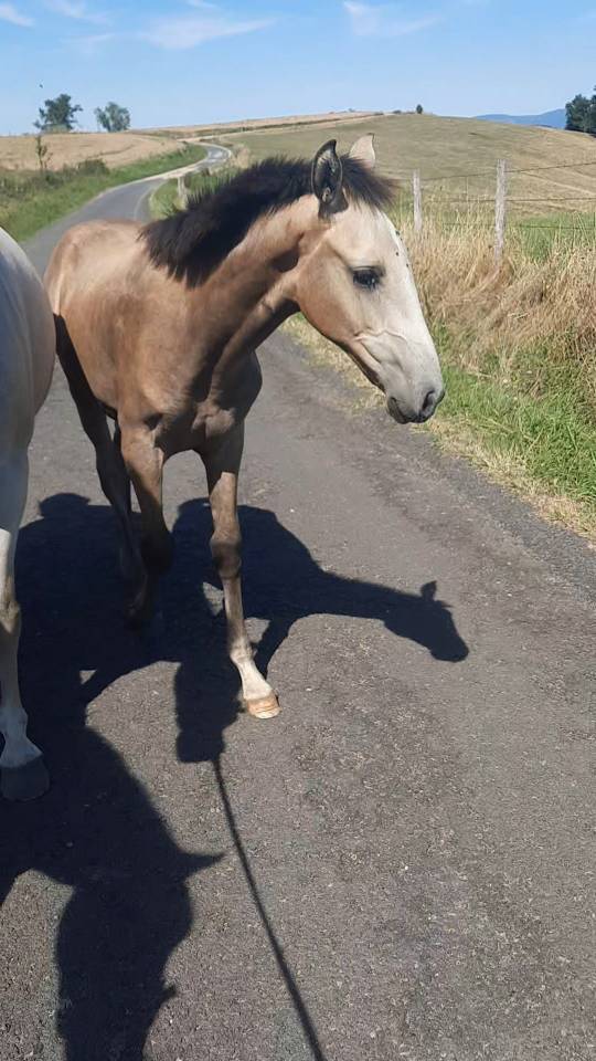 Poulain Pur Sang Lusitanien PP 6 mois