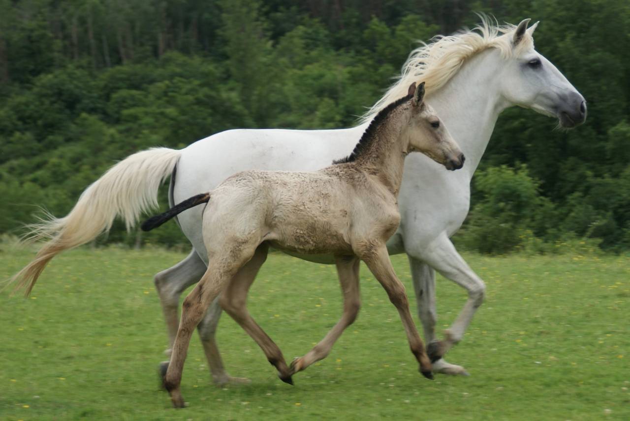 Poulain Pur Sang Lusitanien PP 6 mois