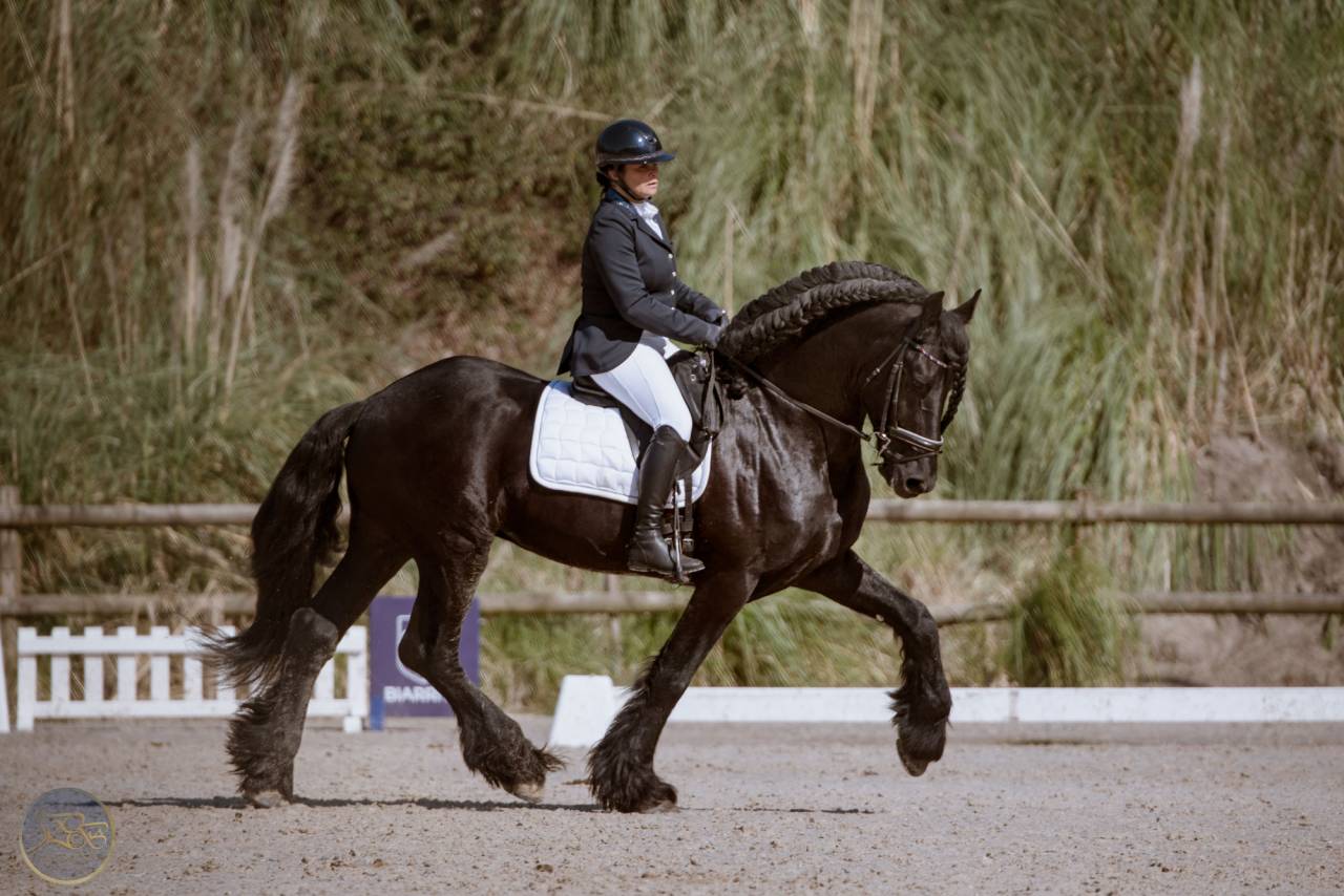 Frison étalon plein papiers.