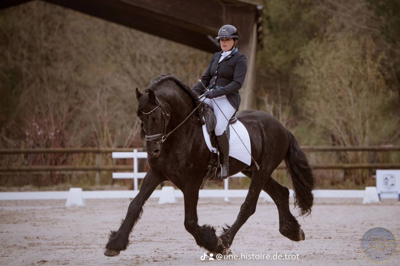 Frison étalon plein papiers.