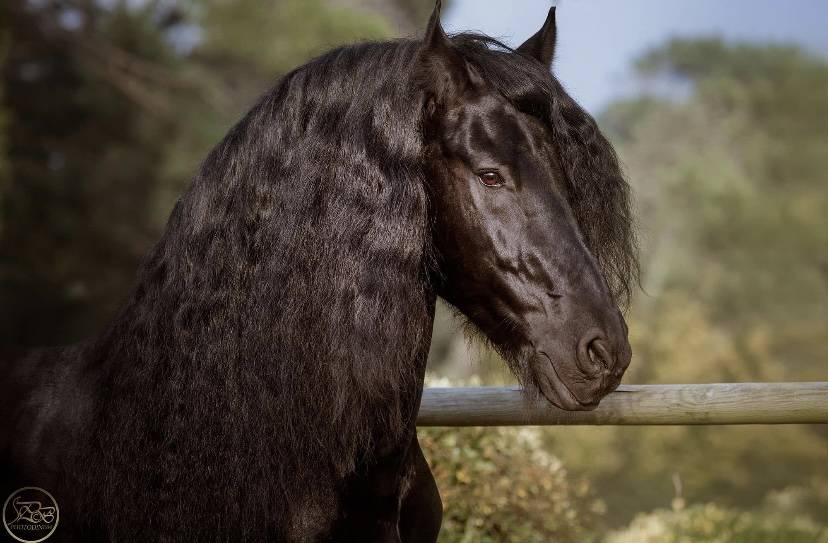 Frison étalon plein papiers.