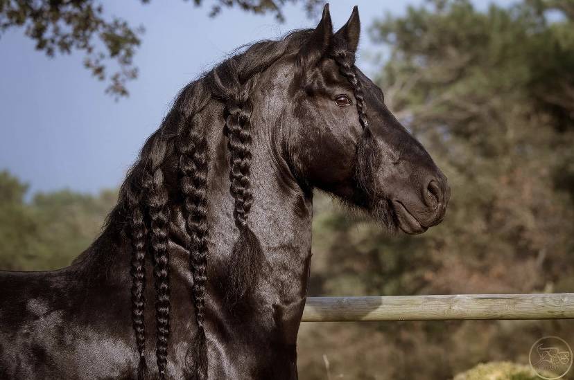Frison étalon plein papiers.