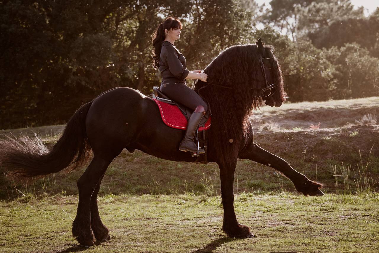 Frison étalon plein papiers.