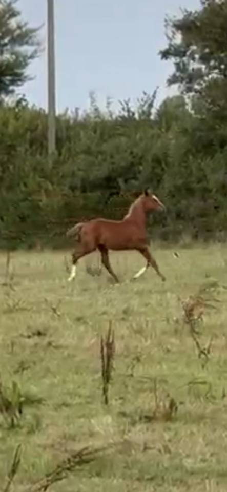 Foal excellente souche