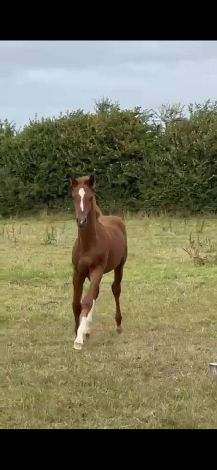 Foal excellente souche