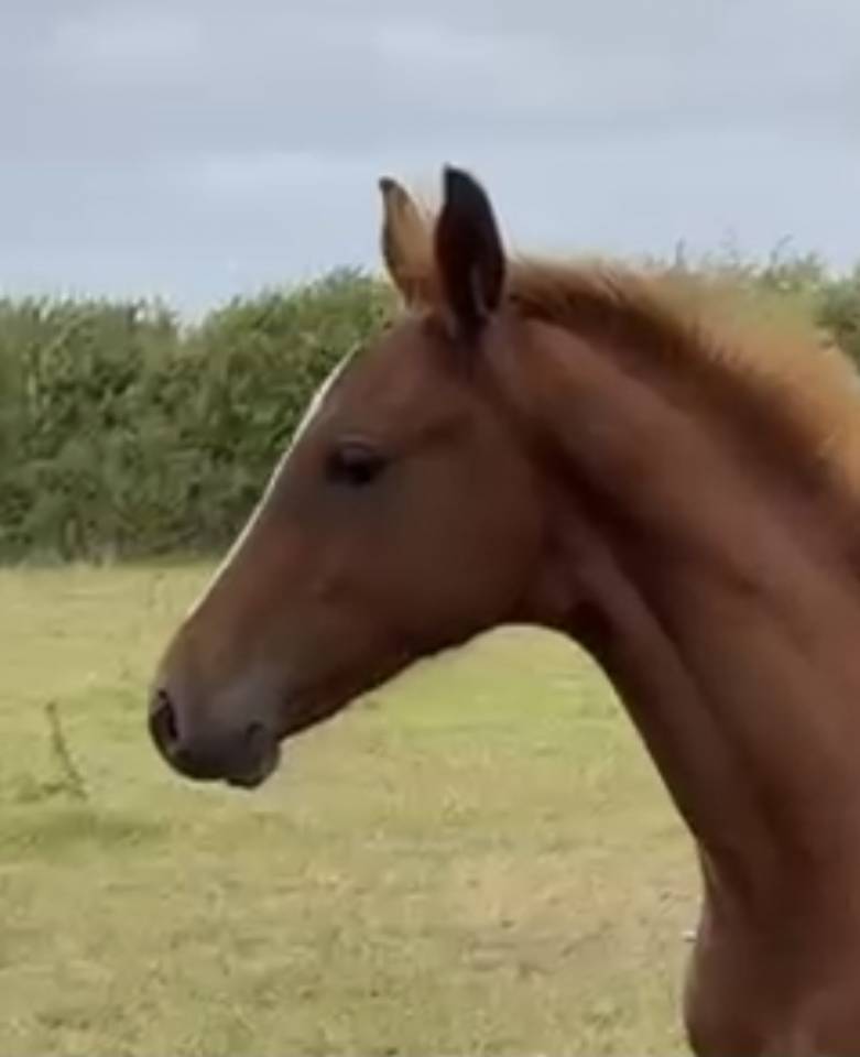 Foal excellente souche