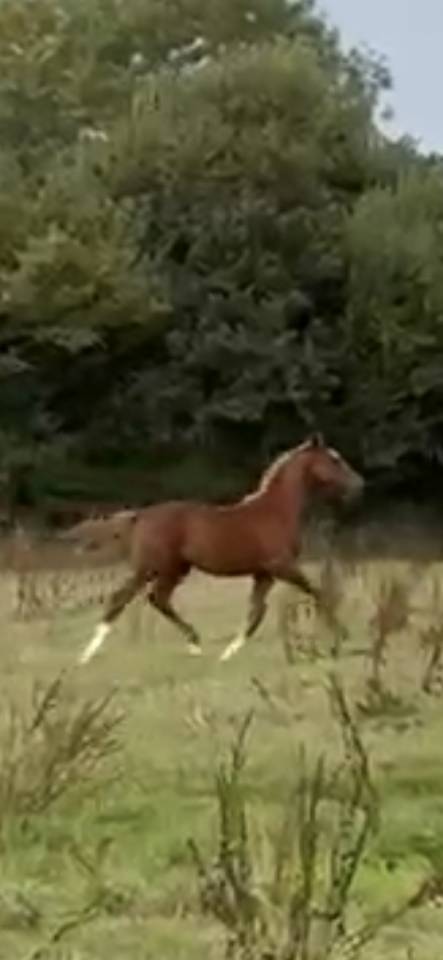 Foal excellente souche