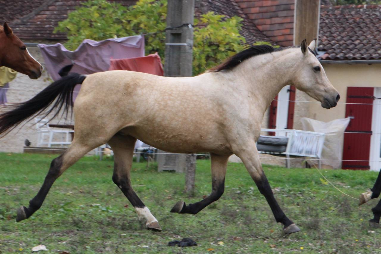 Très belle jument isabelle OC 7 ans
