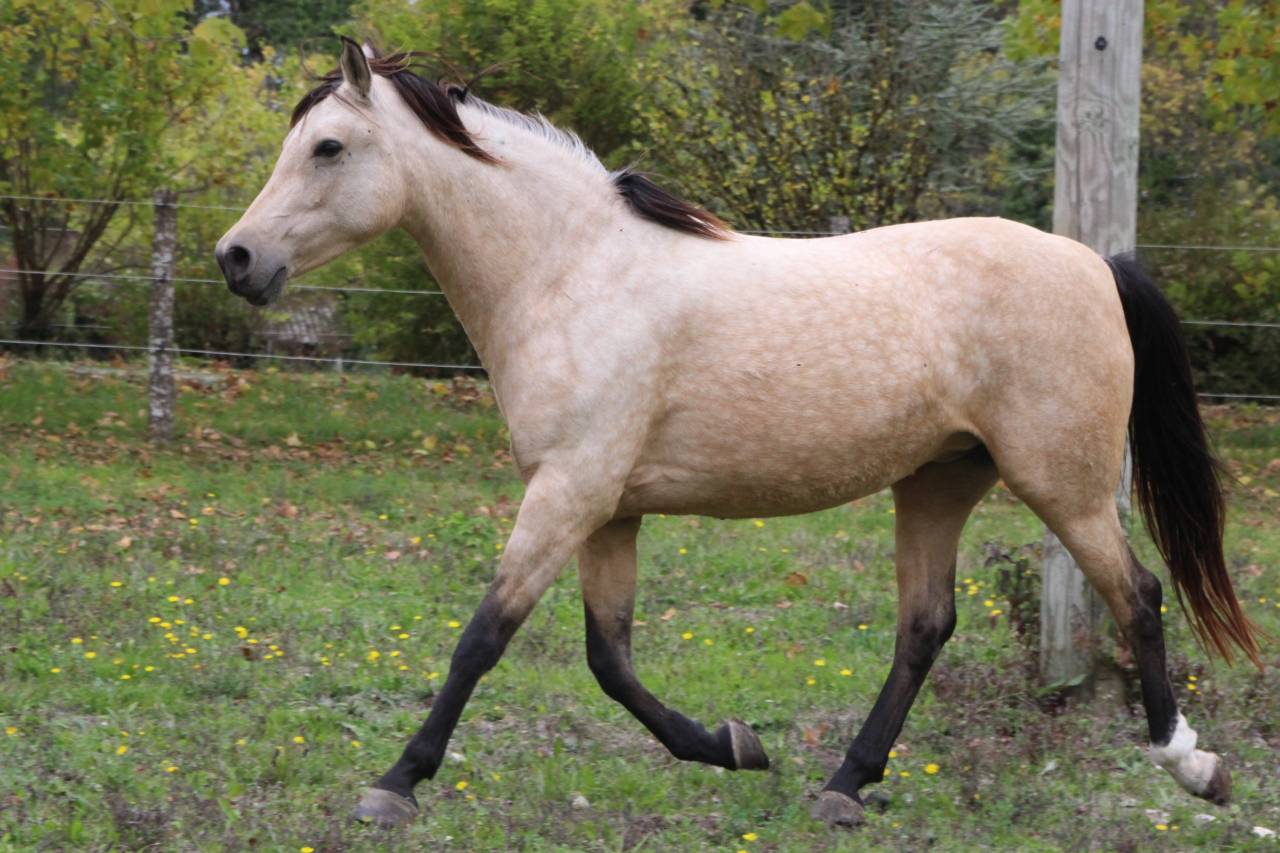 Très belle jument isabelle OC 7 ans