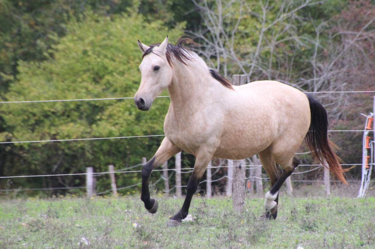 Très belle jument isabelle OC 7 ans