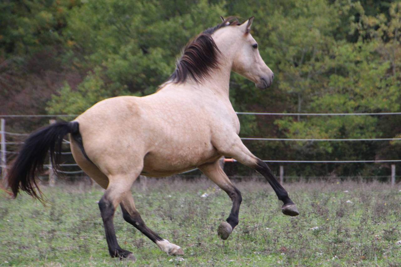 Très belle jument isabelle OC 7 ans