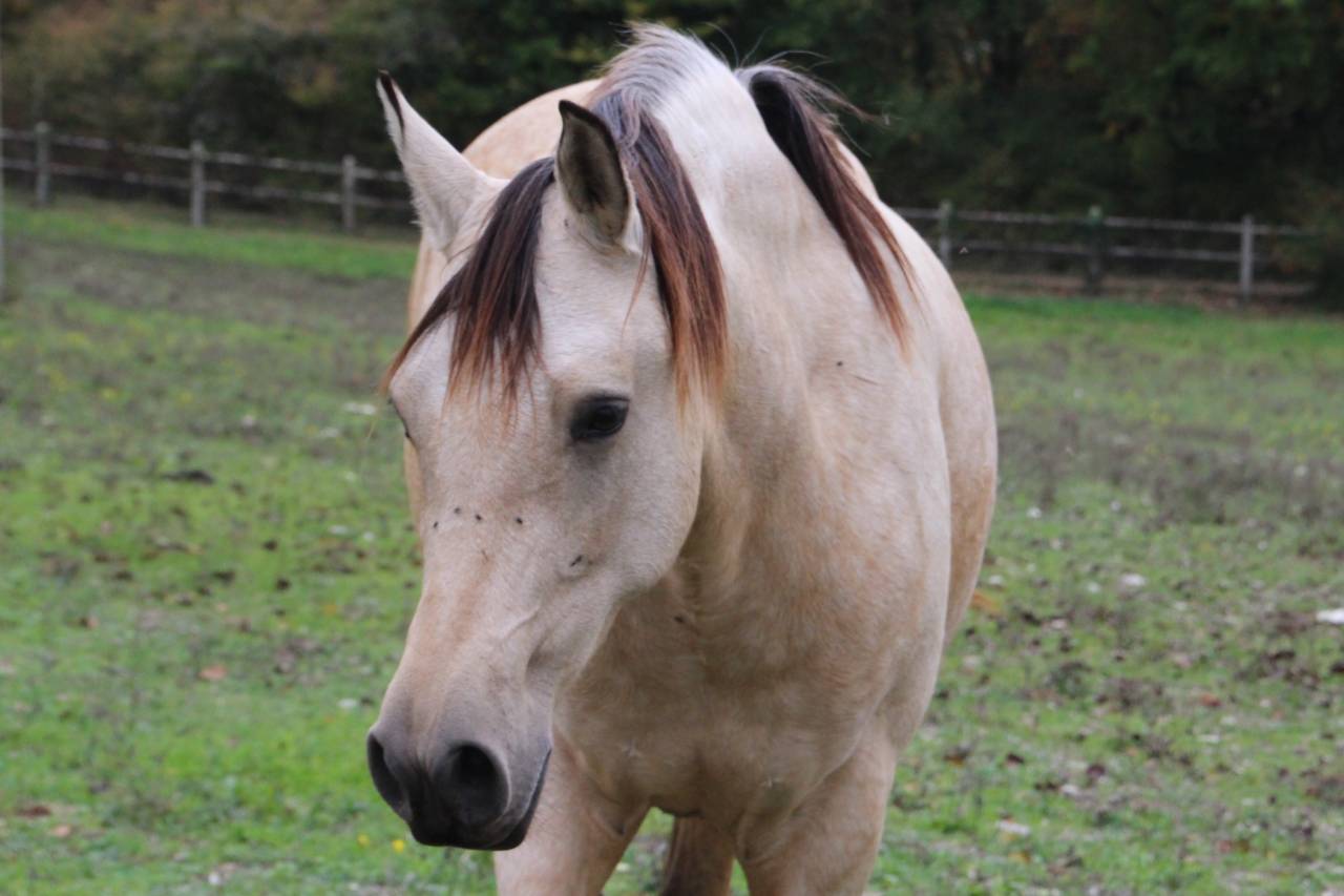 Très belle jument isabelle OC 7 ans
