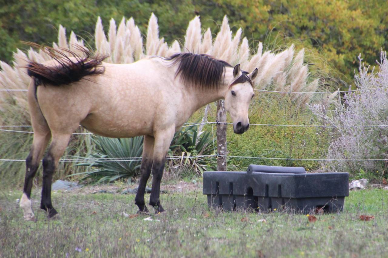 Très belle jument isabelle OC 7 ans
