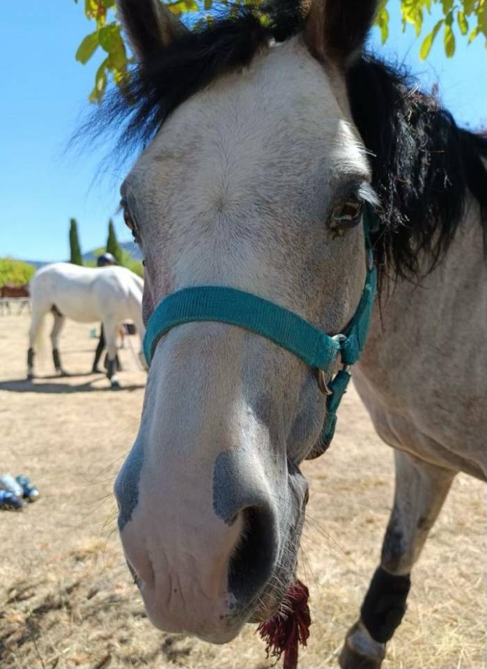 a vendre super poney OC 