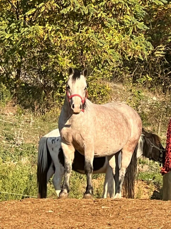 a vendre super poney OC 