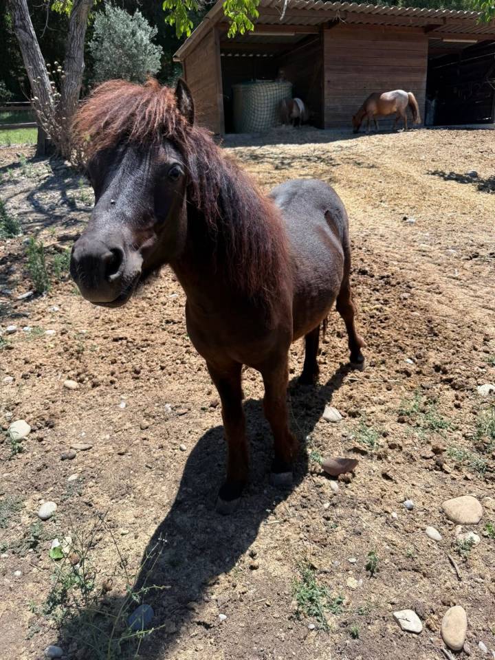 A vendre poulain shetland 1 an et demi 