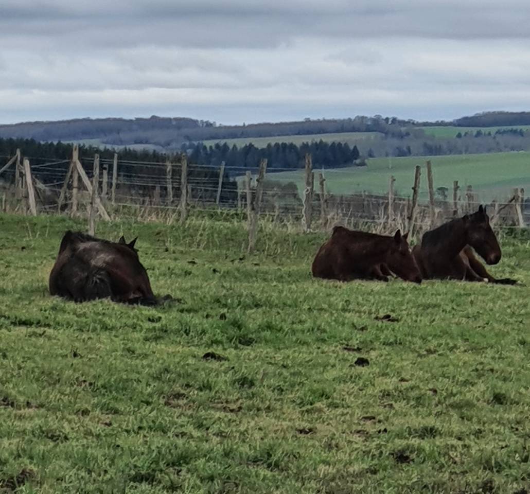 Pension chevaux à orientation éthologie