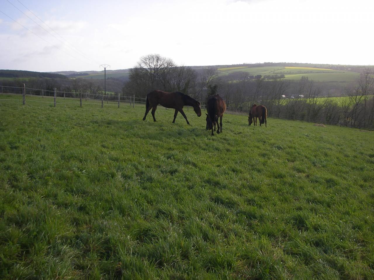 Pension chevaux à orientation éthologie