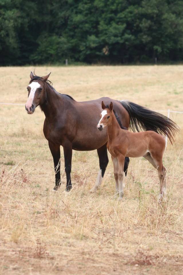 Poulinière AA