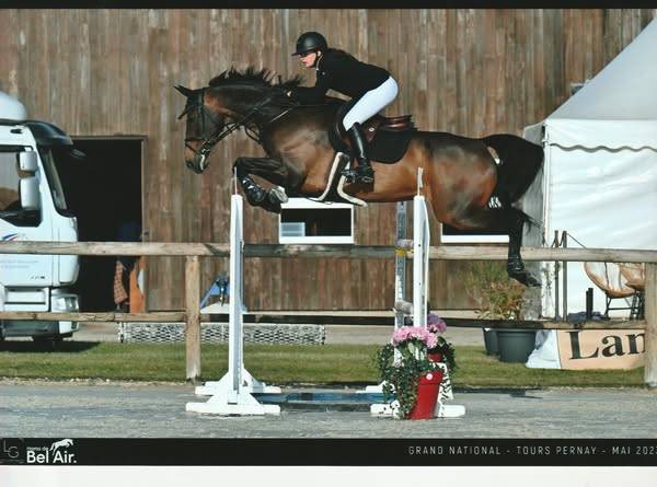 top cheval amateur