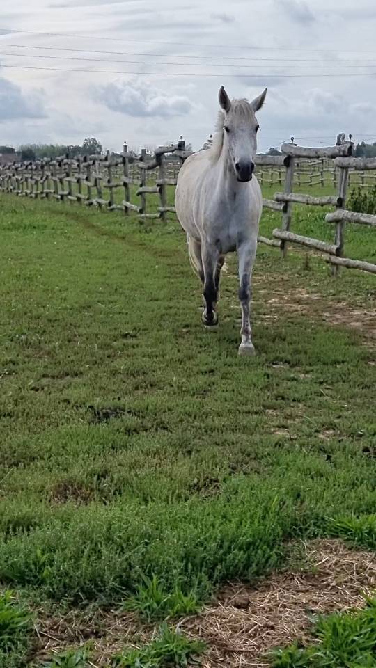 Poulinière pleine 145cm 