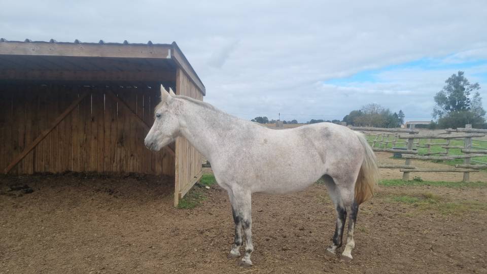 Poulinière pleine 145cm 