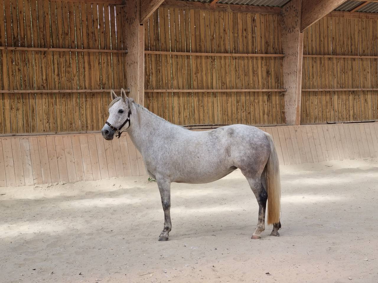 Poulinière pleine 145cm 