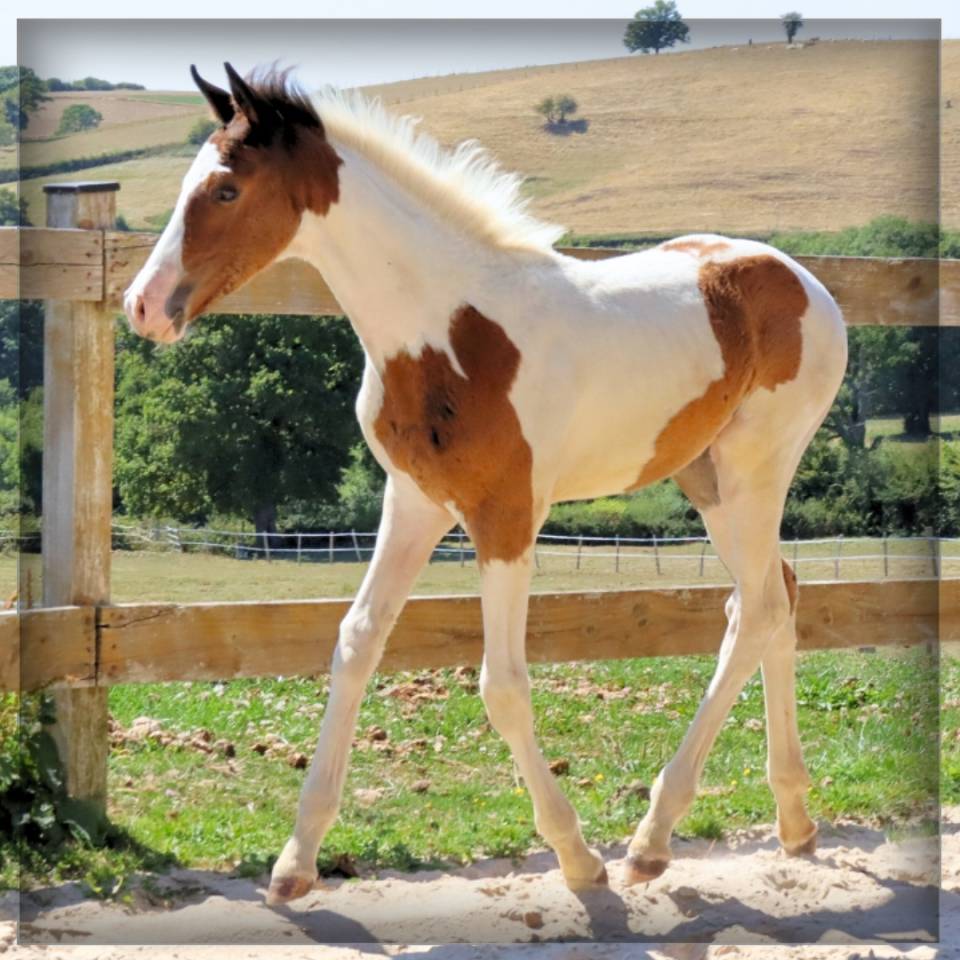 Mâle SF pie bai de 2025