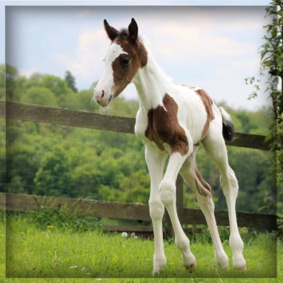 Mâle SF pie bai de 2025