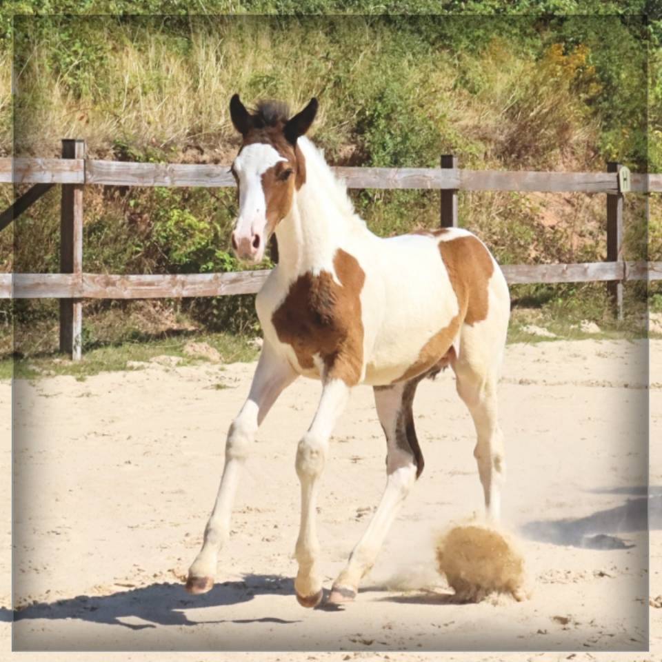 Mâle SF pie bai de 2025