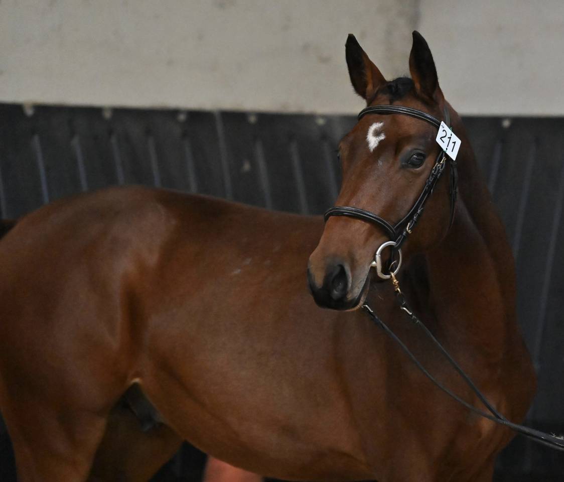 Male SF, lignée 10/10