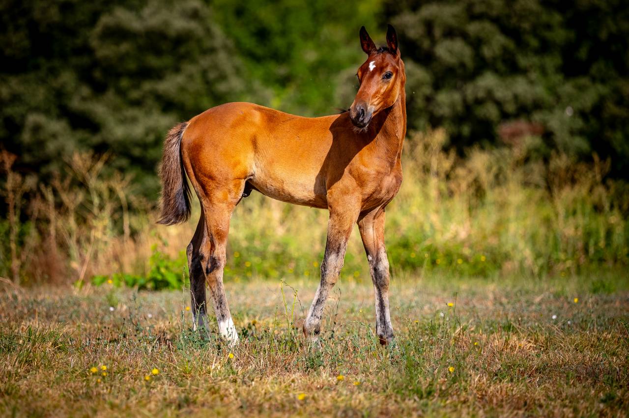 Male SF, lignée 10/10