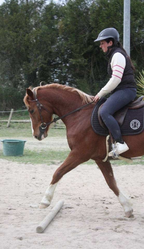 Poney D sport 