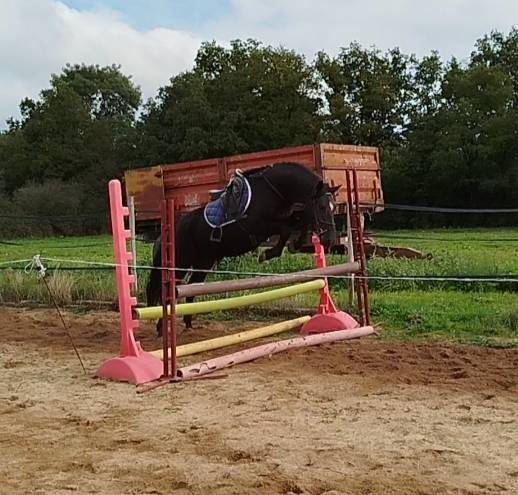 hongre connemara 4 ans